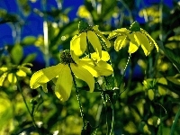 Żółte, Kwiaty