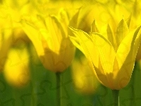 Kwiatki, Żółte, Łąka