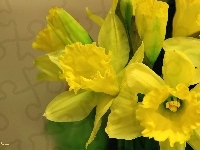 Kwiaty, Żółte, Żonkile