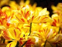 Rozkwitnięte, Żółte, Tulipany
