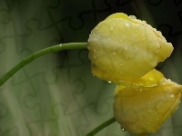 Tulipany, Żółte, Deszcz