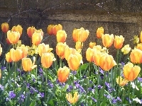 Tulipany, Żółte, Mur