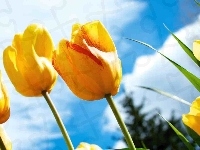 Tulipany, Żółte, Niebo