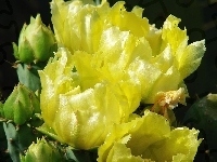 Kwitnący, Żółty, Kaktus