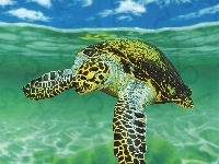 Żółw, Wodny