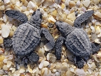Żółwie, Muszelki