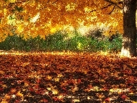 Opadłe, Jesień, Drzewo, Liście