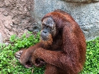 Skała, Orangutan, Zielań