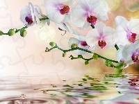 Woda, Orchidea, Odbicie