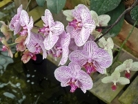 Orchidea, Woda