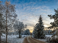 Zima, Ośnieżone, Droga, Pole, Drzewa