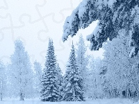 Drzewa, Ośnieżone, Śnieg