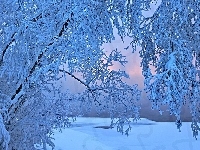 Drzewa, Ośnieżone, Zima