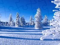Ośnieżone, Świerki, Zima, Śnieg, Drzewa