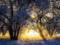 Ośnieżone, Zima, Przebijające Światło, Drzewa