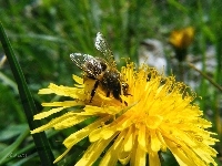 Pszczoła, Owad, Kwiat