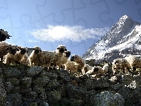 Kamienie, Owce, Góry