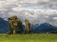 Glenarchy, Owce, Trey Ratcliff, Pastwisko, Góry, Nowa Zelandia