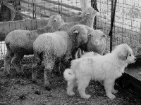 Owczarek węgierski Kuvasz, Młody, owce