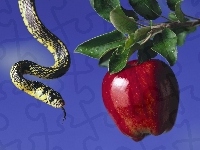 Owoc, Wąż, Zakazany, Jabłko