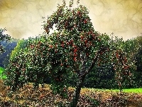 Owocowe, Lato, Drzewo, Jabłoń