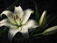 Lilia, Biały, Kwiat, Pąki