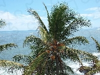 Kokosowa, Palma, Morze