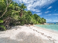 Morze, Palmy, Seszele, Wyspa Felicite Island, Plaża