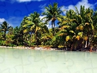 Palmy, Morze, Wybrzeże, Kiribati