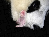Głowa, Panda, Malutka