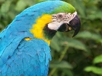 Ara, Papuga, Niebieska