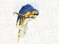Papuga, Niebiesko, Żółta, Edward Lear