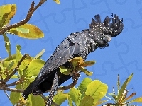 Kakadu, Papuga, Gałązki