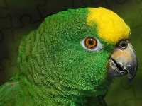 Papuga, Zielono, Żółta, Konura