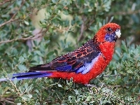 Papuga, Rozella królewska