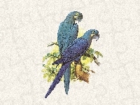 Papugi, Niebieskie, Edward Lear
