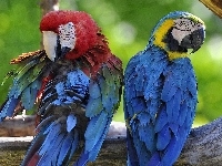 Papugi, Dwie, Kolorowe, Ary