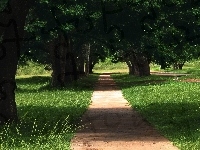 Ścieżka, Park, Drzewa
