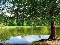 Jezioro, Park, Drzewa
