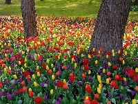 Kolorowe, Park, Tulipany