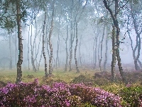 Mgła, Stanton Moor, Wrzosy, Park Narodowy Peak District, Wrzosowisko, Brzozy, Las, Anglia, Drzewa, Polana