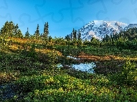 Park Narodowy Mount Rainier, Stan Waszyngton, Drzewa, Polana, Śnieg, Góry, Stany Zjednoczone, Stratowulkan Mount Rainier, Łąka