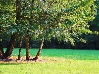 Trawa, Park, Drzewa