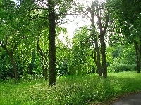 Park, Wierzby