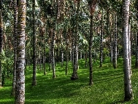 Park, Palmowy, Wyspy Kanaryjskie
