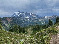 Drzewa, Stan Waszyngton, Stany Zjednoczone, Góry Mount Shuksan, Park Narodowy Północnych Gór Kaskadowych, Las