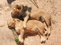 Lwy, Śpiące, Para