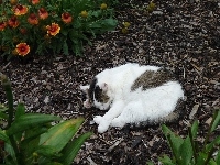 Kotek, Śpiący, Ogród