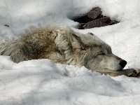Wilk, Śpiący, Śnieg