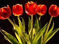 Czerwonych, Pięć, Tulipanów